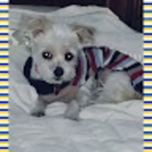 Meet your Posher, Belle